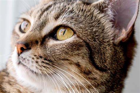 Cats and Their Very Unique Eyes .
